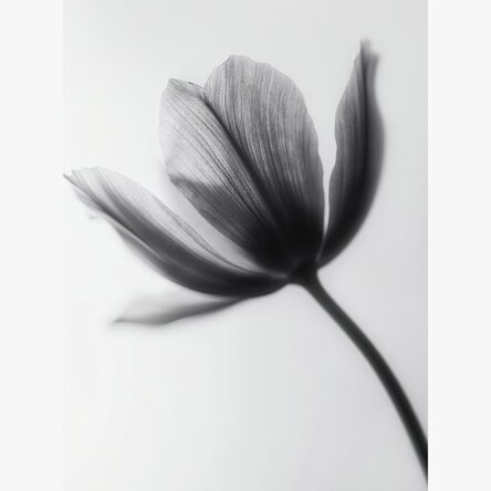 Affiche « Fleur en noir et blanc »