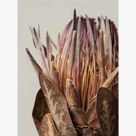 Affiche « Protea rose »