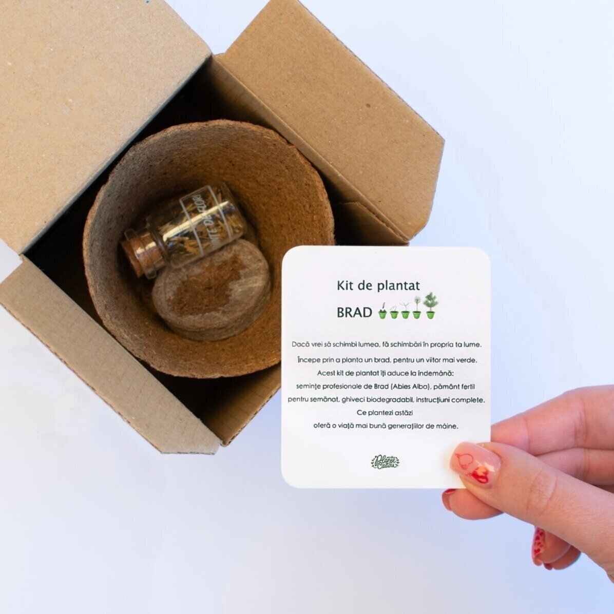 Kit de plantation de graines de sapin dans une petite boîte personnalisée avec votre motif