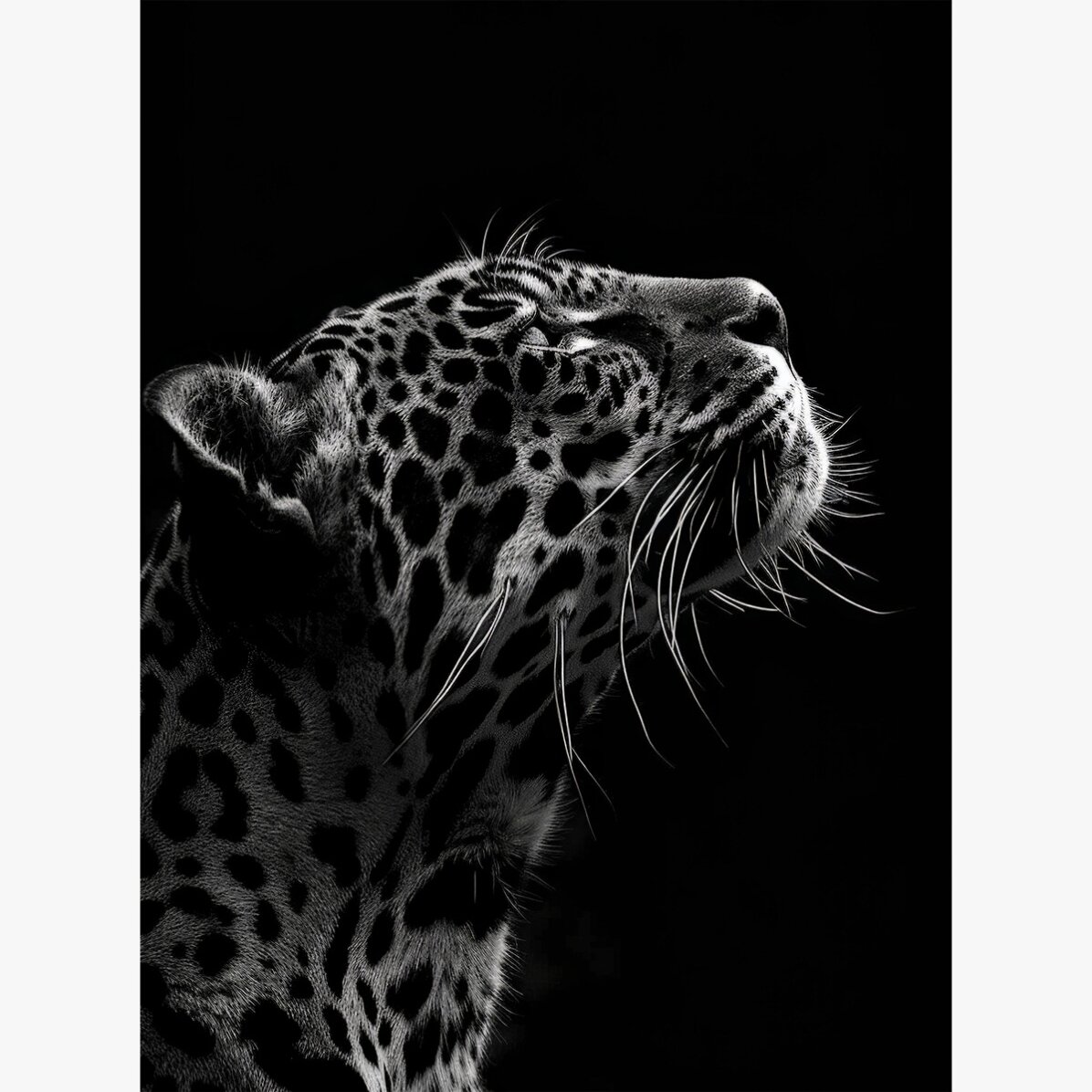 Affiche « Black and White Jaguar »