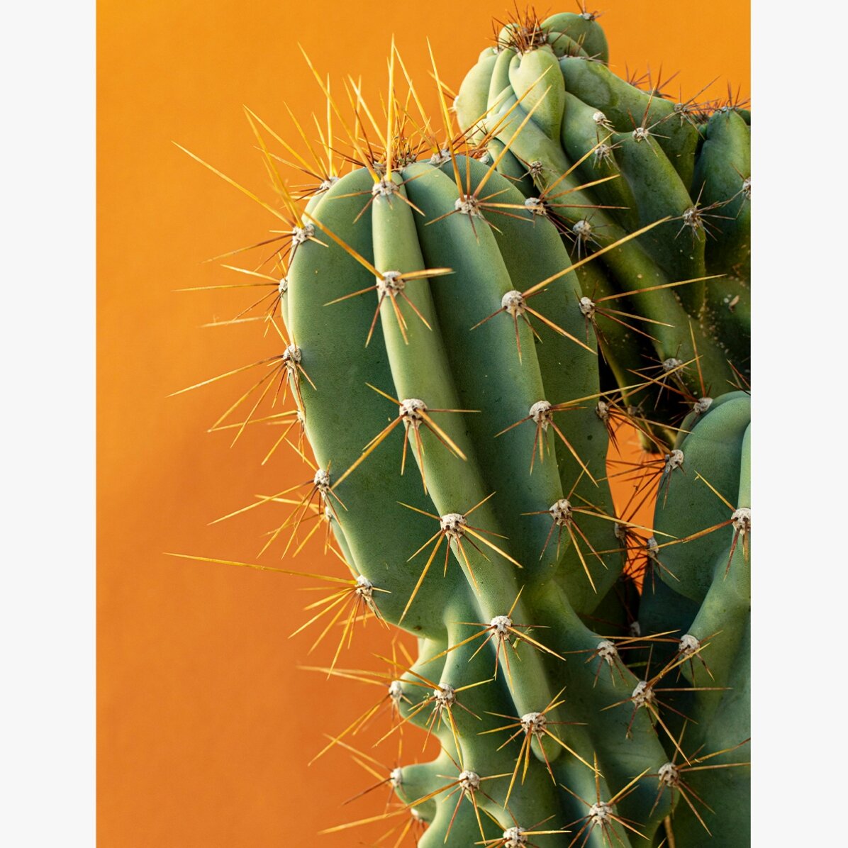 Affiche « Cactus » sur fond coloré