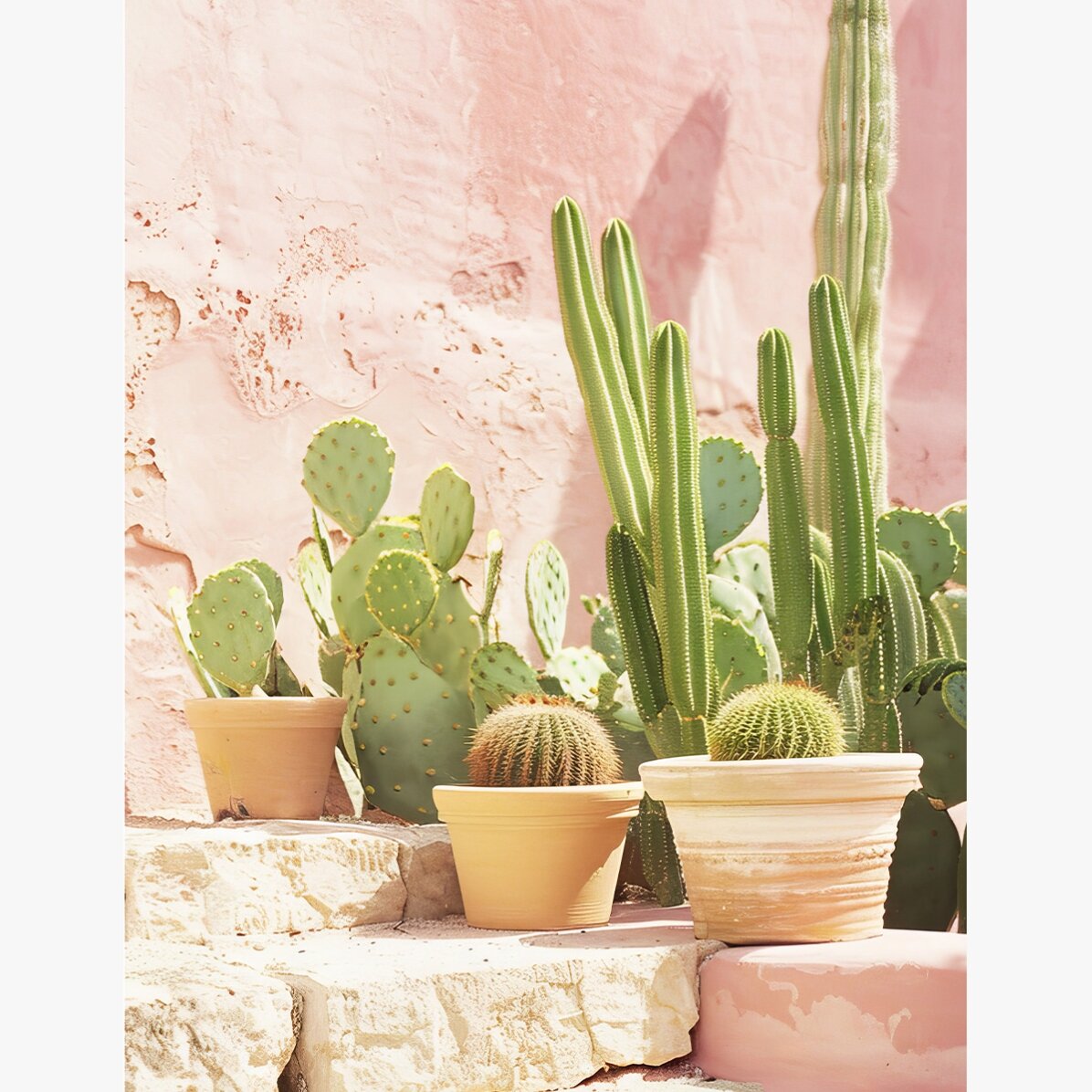 Affiche « Cactus »