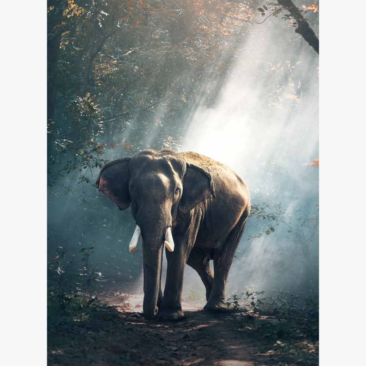 Affiche « Éléphant »
