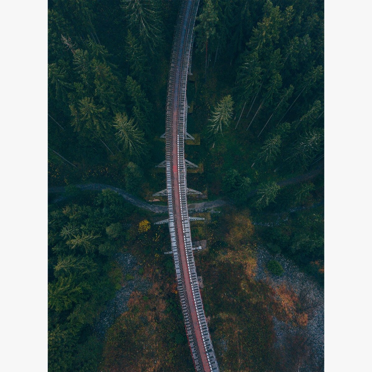 Affiche « Forest »
