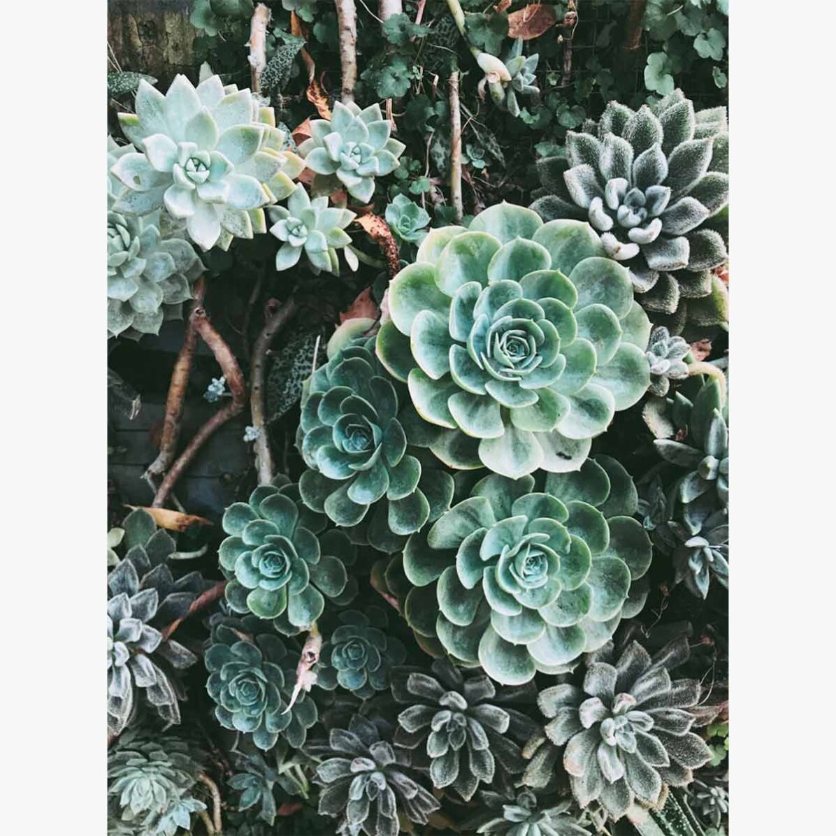 Affiche « Green Plants »
