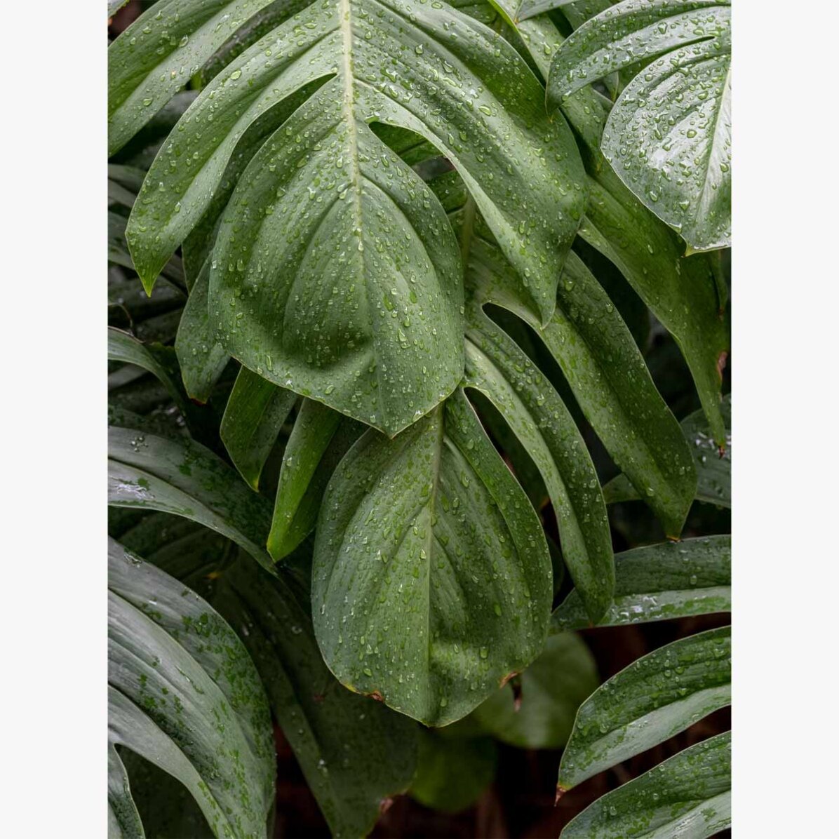 Affiche Monstera