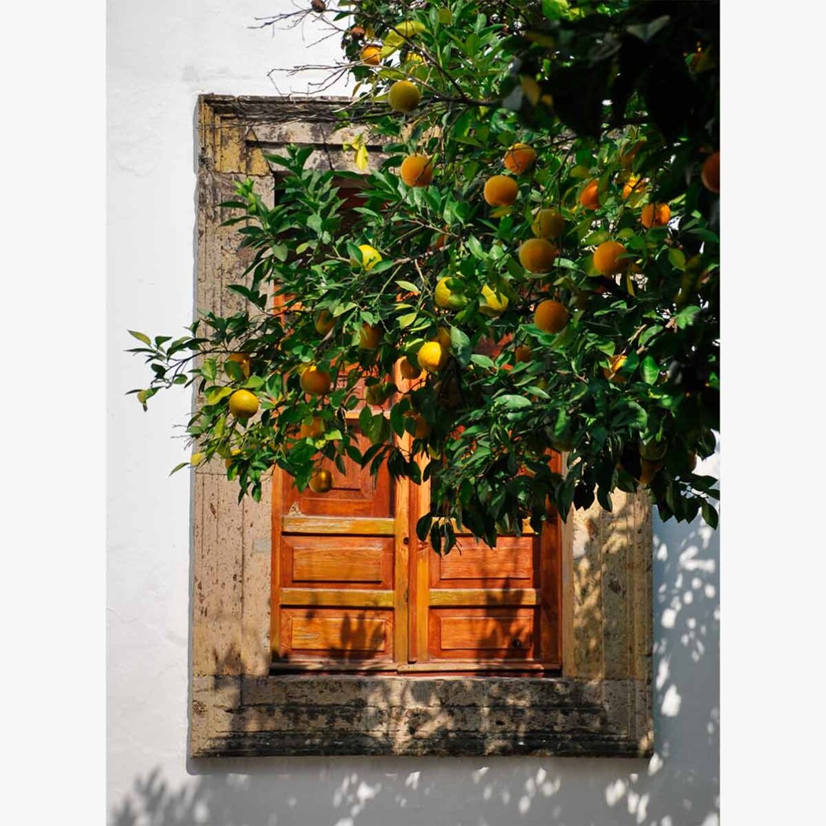 Affiche « Orange tree »