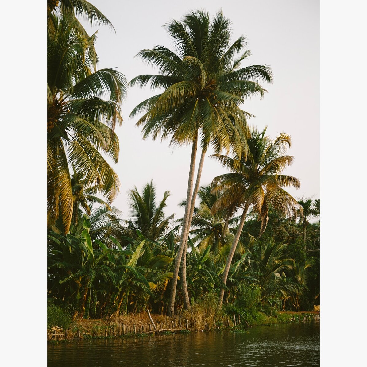 Affiche « Palm Trees »