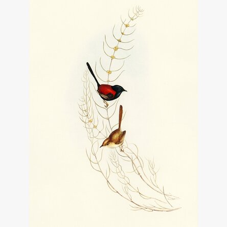 Affiche « Oiseaux colorés sur une branche »