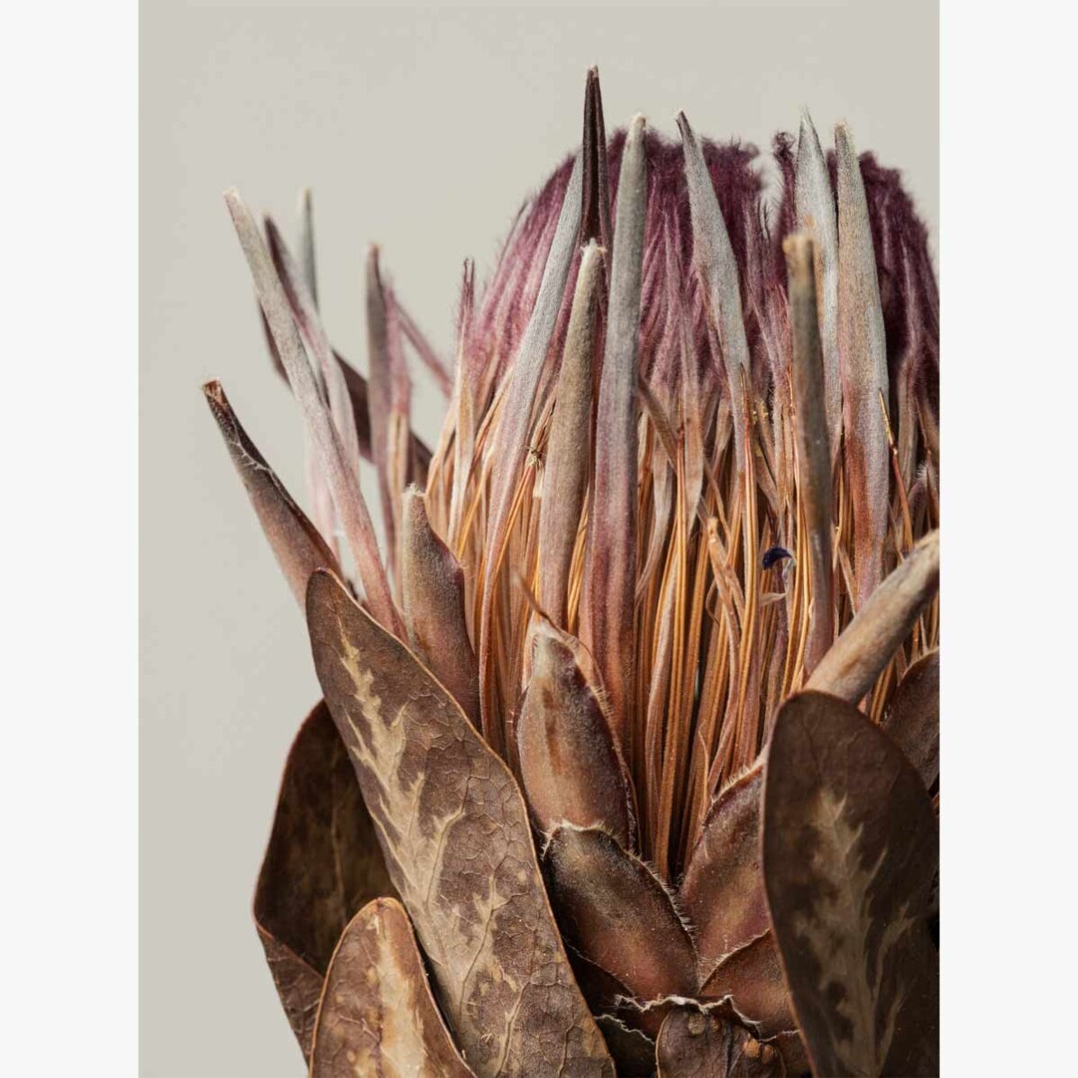 Affiche « Protea rose »