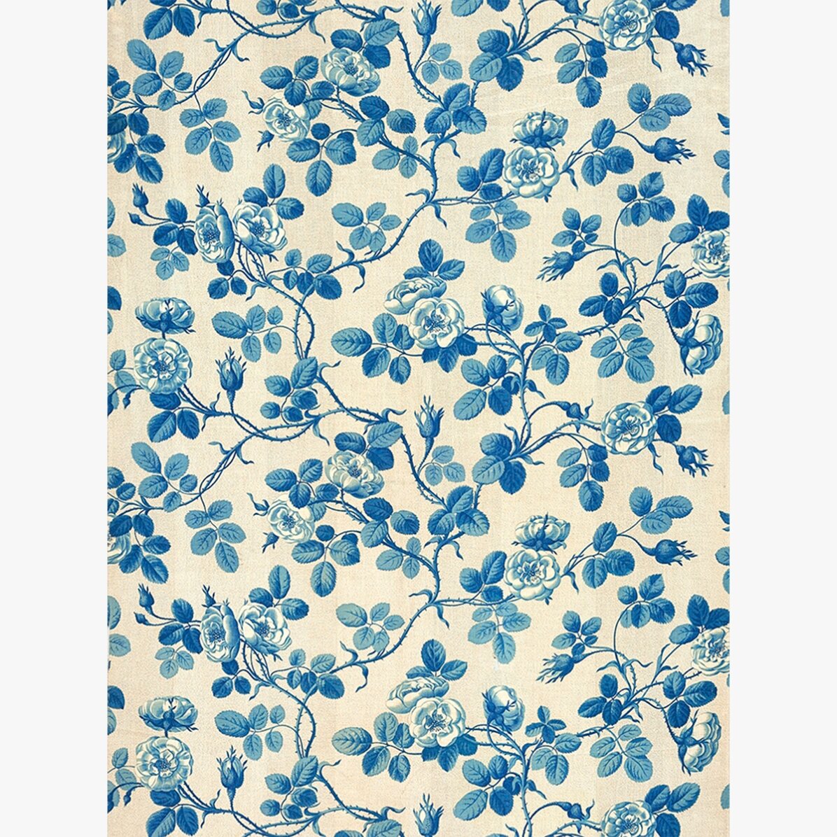 Affiche « Plantes bleues »