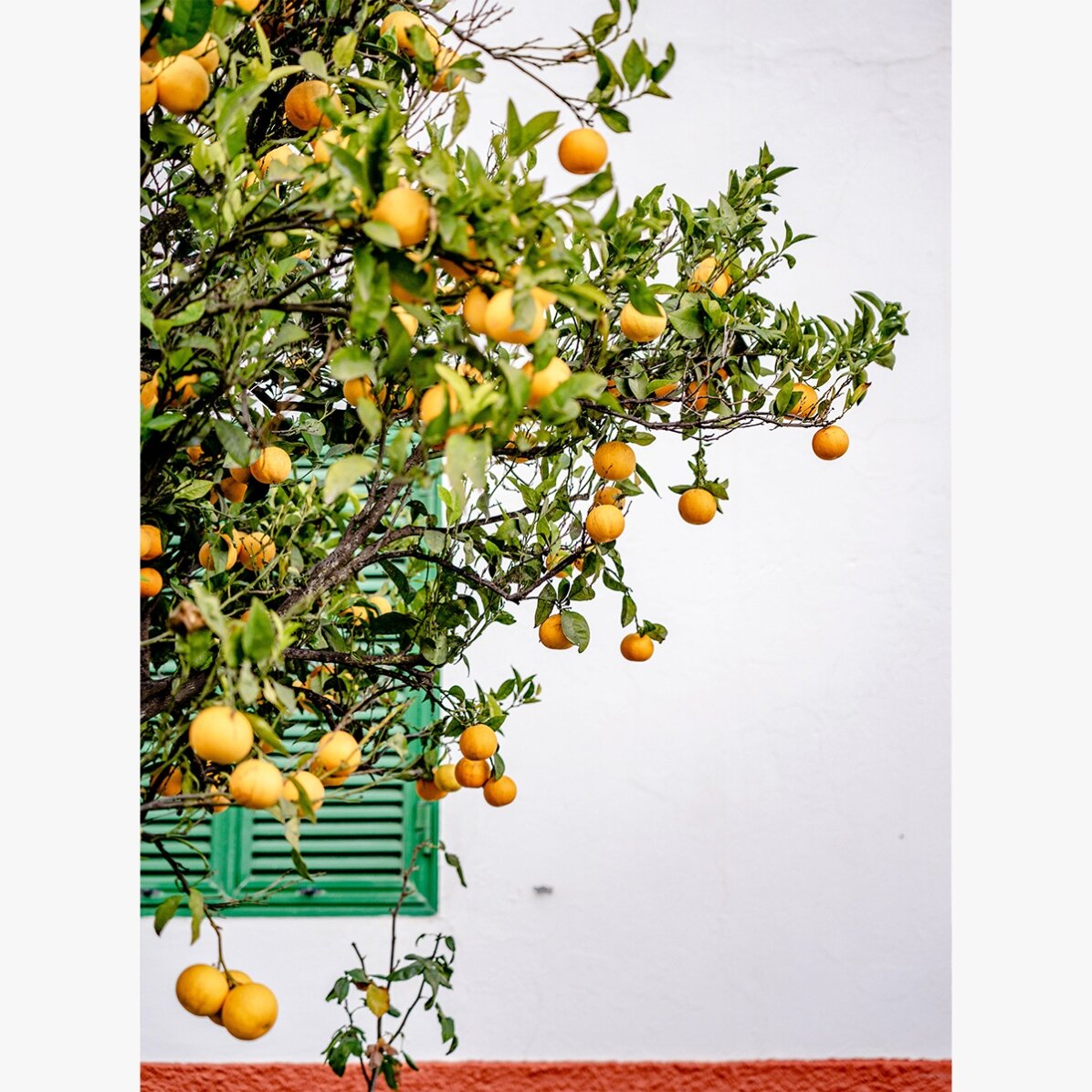 Affiche « Tangerines »