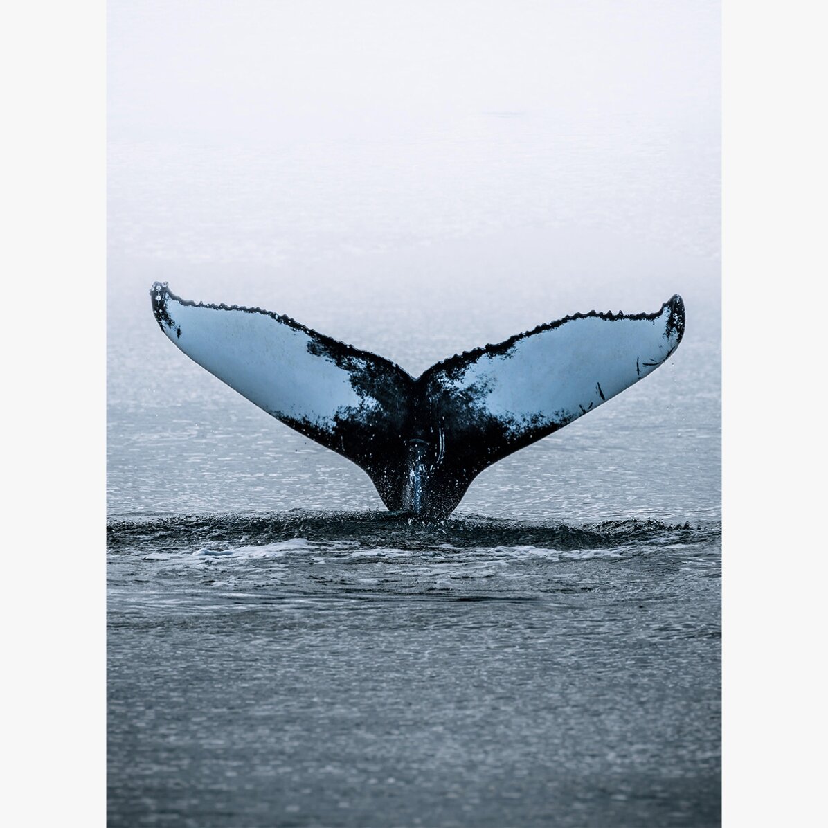 Affiche « Whale Tail »
