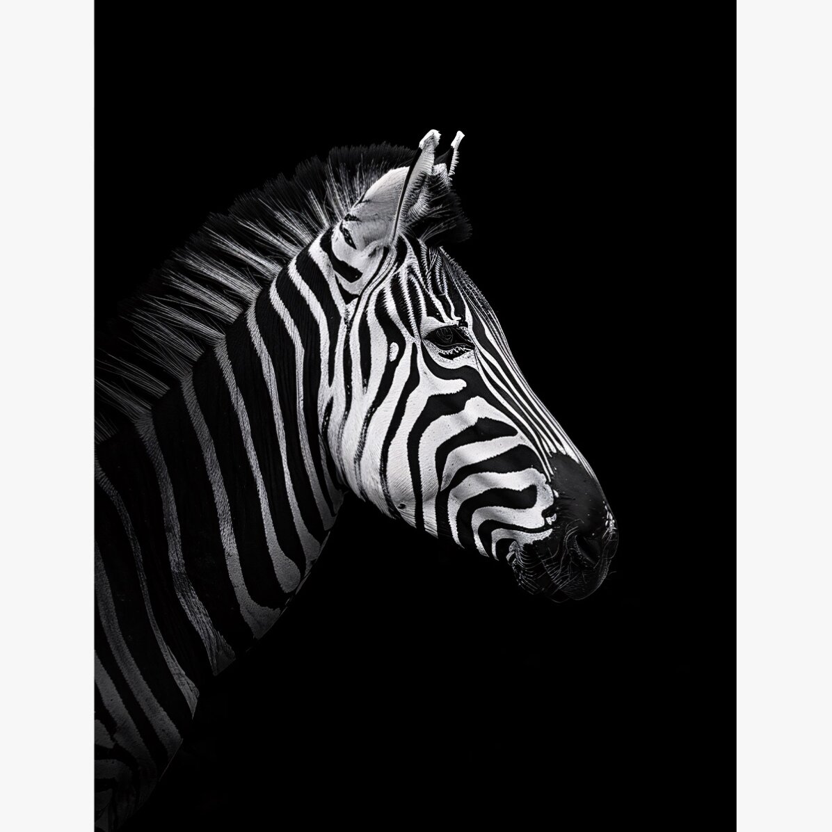 Affiche Zebra