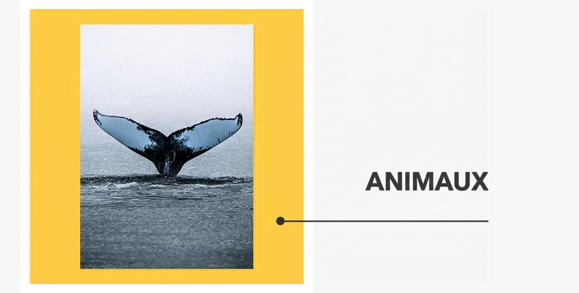 Affiches - Collection Animaux
